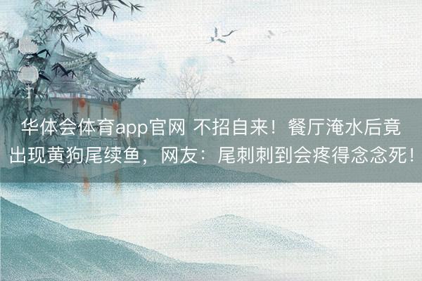 华体会体育app官网 不招自来！餐厅淹水后竟出现黄狗尾续鱼，网友：尾刺刺到会疼得念念死！